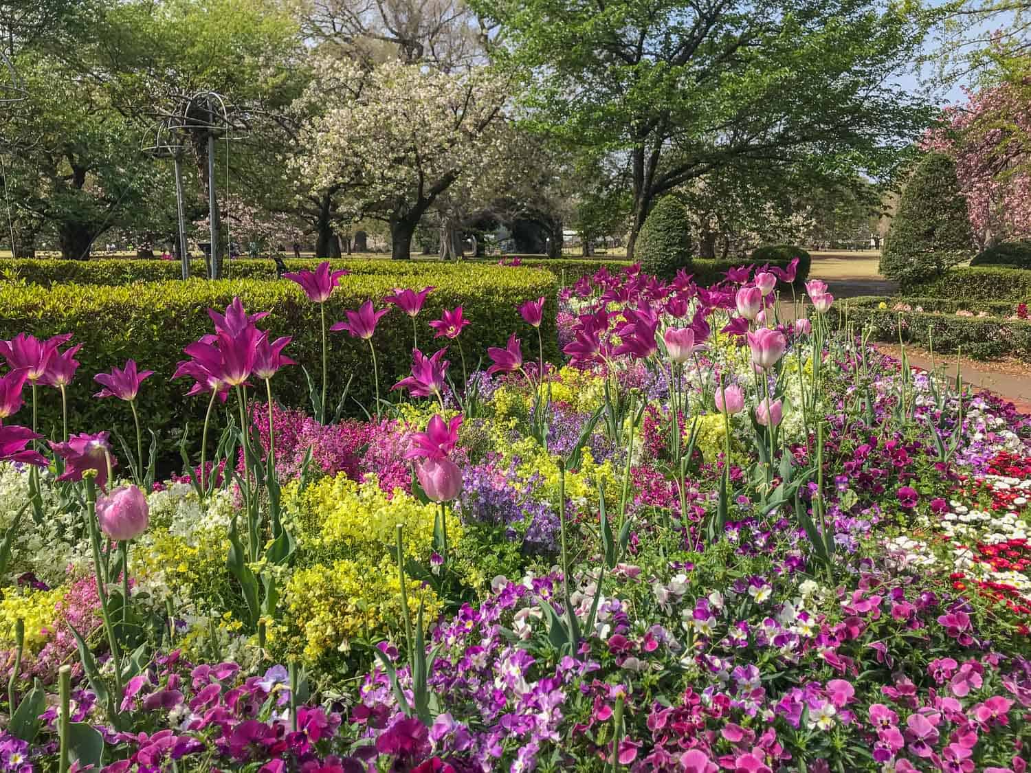 Images of Shinjuku Gyoen